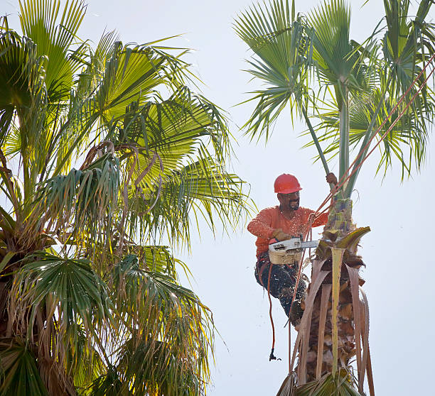 Best Large Tree Removal  in Elgin, IL